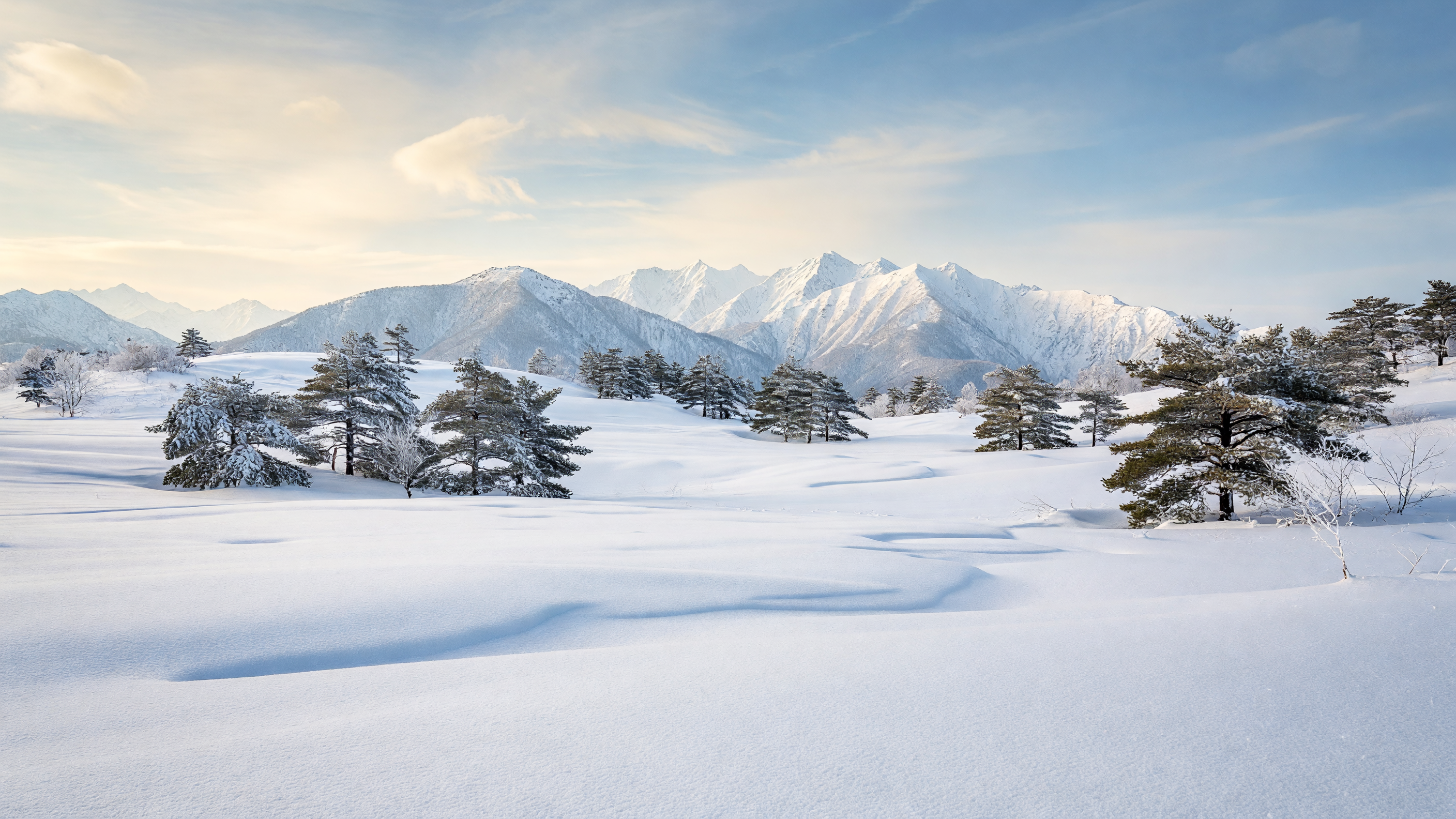 雪に覆われた高原
